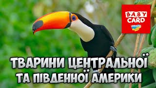 Двадцять тварин Центральної та Південної Америки та їх голоси. Дітям про тварин.