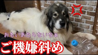 【怒っているんだぞ】なんかあったかなぁ？【Great Pyrenees】