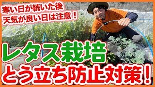 Tips to prevent lettuce sprouts from Japanese farmers !