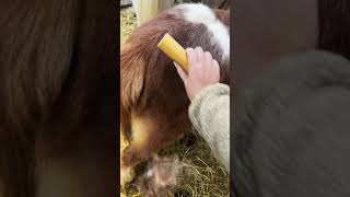 My mini horses are shedding! Let’s brush them. #babyanimals #minihorses #horses #asmr #brushing