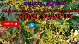 மாமரம் பூ ஆரம்பம் நிலை 15 நாட்களுக்கு முன் ஆர்கானிக் முறையில் மருந்து அடித்தபின்