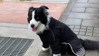 風雨無阻的Tama 邊境牧羊犬 ボーダーコリー Border Collie