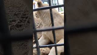 温い春★⑤ホワイトライオン・白獅子・リズムちゃん●White_Lion・・・沖縄こどもの国・Okinawa Zoo \u0026 Museum(20220415)