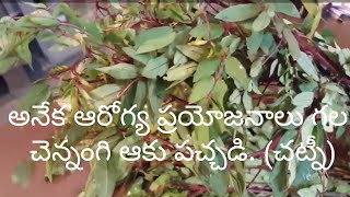 చెన్నంగి(కసివింద, Senna) అనేక ఆరోగ్య ప్రయోజనాలు ఉన్న ఆయుర్వేద మూలిక. చెన్నంగి ఆకు పచ్చడి.