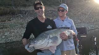 Luring Giant Impoundment Murray Cod