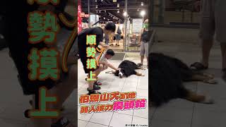 伯恩山犬趴地放風被討摸摸！　4路人「接力摸頭殺」連成一線｜TVBS新聞｜擠看看 #shorts