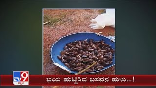 African snail wreak havoc destroying crops in Mangaluru