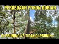 POHON DURIAN DI PRUNING VS TIDAK DI PRUNING