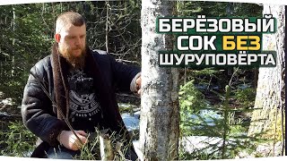 Добываем БЕРЕЗОВЫЙ СОК. Способы БЕЗ СВЕРЛЕНИЯ