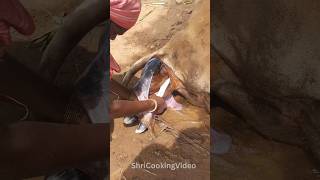 Cow delivered a baby🥺 #village #shortvideo #happiness #shorts #shortsfeed #short ✨️