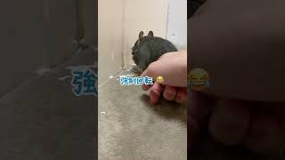 【デグー】脱走計画／ついに！？