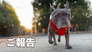 愛犬との交通事故から耳問題で6回目の病院から色々な結果報告…