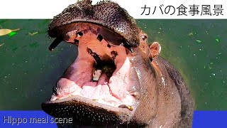 【大きな口！】カバの食事風景 | Big mouth! Hippo meal scene | 2022,03,27