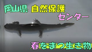 春をまつ生き物２