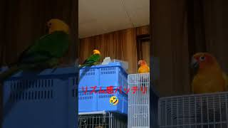 音楽にノリノリなインコ #コガネメキシコインコ #ナナイロメキシコインコ #インコ #かわいい #癒やし