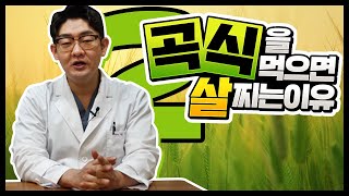 [비만시리즈 02] 곡식을 먹으면 살찌는 이유?! #비만의원인 #살찌는이유