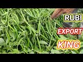 #mirchi RUBI EXPORT KINGS MIRCHI ONLY RUBI RUBI SABSE TEJ RET ME BIKNE WALI MIRCH RUBI EXPORT KINGS