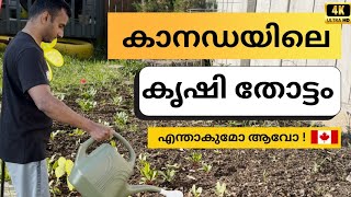 കാനഡയിലെ കൃഷി തോട്ടം Vegetable Garden Canada Malayalam Vlog Part-1 #Canada #Malayalam #Vlog