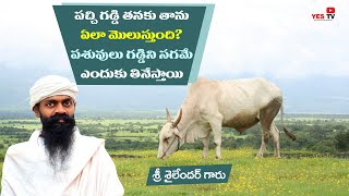 పచ్చి గడ్డి తనకు తాను ఎలా మొలుస్తుంది? పశువులు గడ్డిని సగమే ఎందుకు తినేస్తాయి||nelg||Shailender||Yes