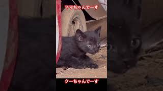 ママちゃんでーす😺😽😺クーちゃんでーす🐈‍⬛🐈‍⬛