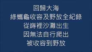 回歸大海~綠蠵龜收容及野放全紀錄