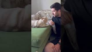 Mini a husky FREAKS OUT When Owner Fake Sneezes on Him