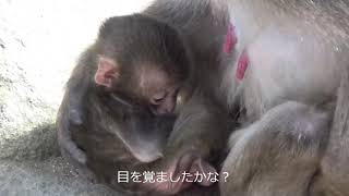 【高崎山自然動物園】生後６日目赤ちゃんザル「エール」