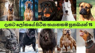 The most dangerous dogs in the world right now |දැනට ලෝකයේ සිටින බයානකම සුනඛයන් 15.  ( 27 July 2021)