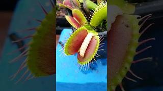 Venus Flytrap squeezes the nutrients out of a worm