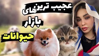 جمعه بازار حیوانات ، باحال ترین نژادهای سگ و گربه 🐱🐶