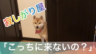 飼い主がついて来ないと様子を見に来る柴犬