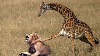 Top Giraffe VS Lion Moments 🔥 Intense Battle Between Lioness & Giraffe Over Her Newborn Baby
