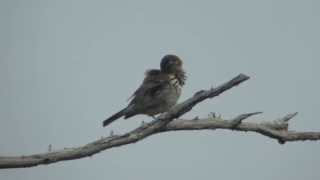 野鳥撮影・ ビンズイのさえずり　Olive-backed Pipit