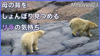 リラのお願いをさらりと交わしたララ　ホッキョクグマ親子　Polar Bears