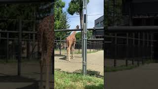 札幌円山動物園　キリン　お散歩中