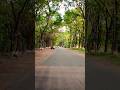 The Beautiful nature of Jahangirnagar University. #naturalbeauty#nature #green#freeroad#road #street