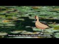 Willie the Whistling Duck Explores our City in Nature