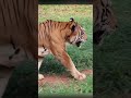 tiger roar in park..🐯 king of jungle 👑 animal lover vizag photography shorts