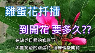 [雞蛋花種植]04 扦插到開花 歷經約100天 但若提早移到強日照之處 猜測約三個月內可開花 但這跟扦插的時間有極大的關係 另一個影響的原因 可能就是當初莖條修剪的位置