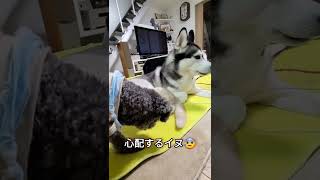 子猫が咳き込むと秒で駆けつけ心配するハスキー犬達がこちら…#shorts