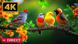 Relaxing Piano Music with Bird Sounds (No Ads) 🕊️ Calm Nature Ambiance for Focus \u0026 Rest