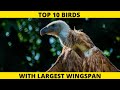 Top 10 Birds With Largest Wingspan