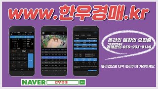 합천축협 스마트 한우경매시장 중계 영상입니다.|2021년9월16일|큰소|