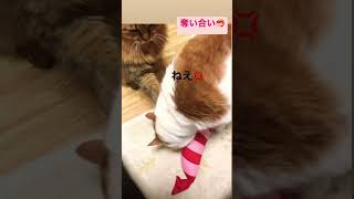 譲れない戦い #shorts #cat #ねこ #猫 #ねこ動画 #けりぐるみ #またたび  #争奪戦