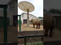 王子動物園　像の水飲み　2023.4.29