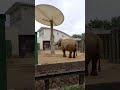 王子動物園　像の水飲み　2023.4.29