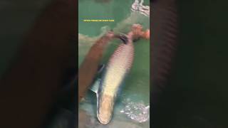 Monster fish Arapaima ! खून बहुत गया ! #shorts #shortsfeed #fish #fishvideo #arapaima #fishtank