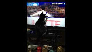 羽生くんにじゃれる猫