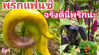 พริกแฟนซี # Fancy Chili Peppers #  Chili Mauve # Pretty Purple #  Grandma's garden @  Chaya Channel