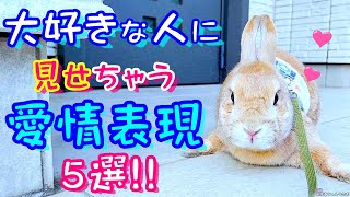 うさぎが家族のように好きな人に見せる愛情表現５選！(11歳シニアうさぎ🐰)【No0139】